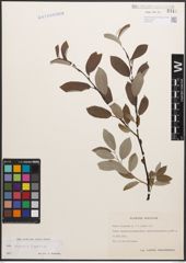 Foto von Salix caprea L. x Salix lapponum L.